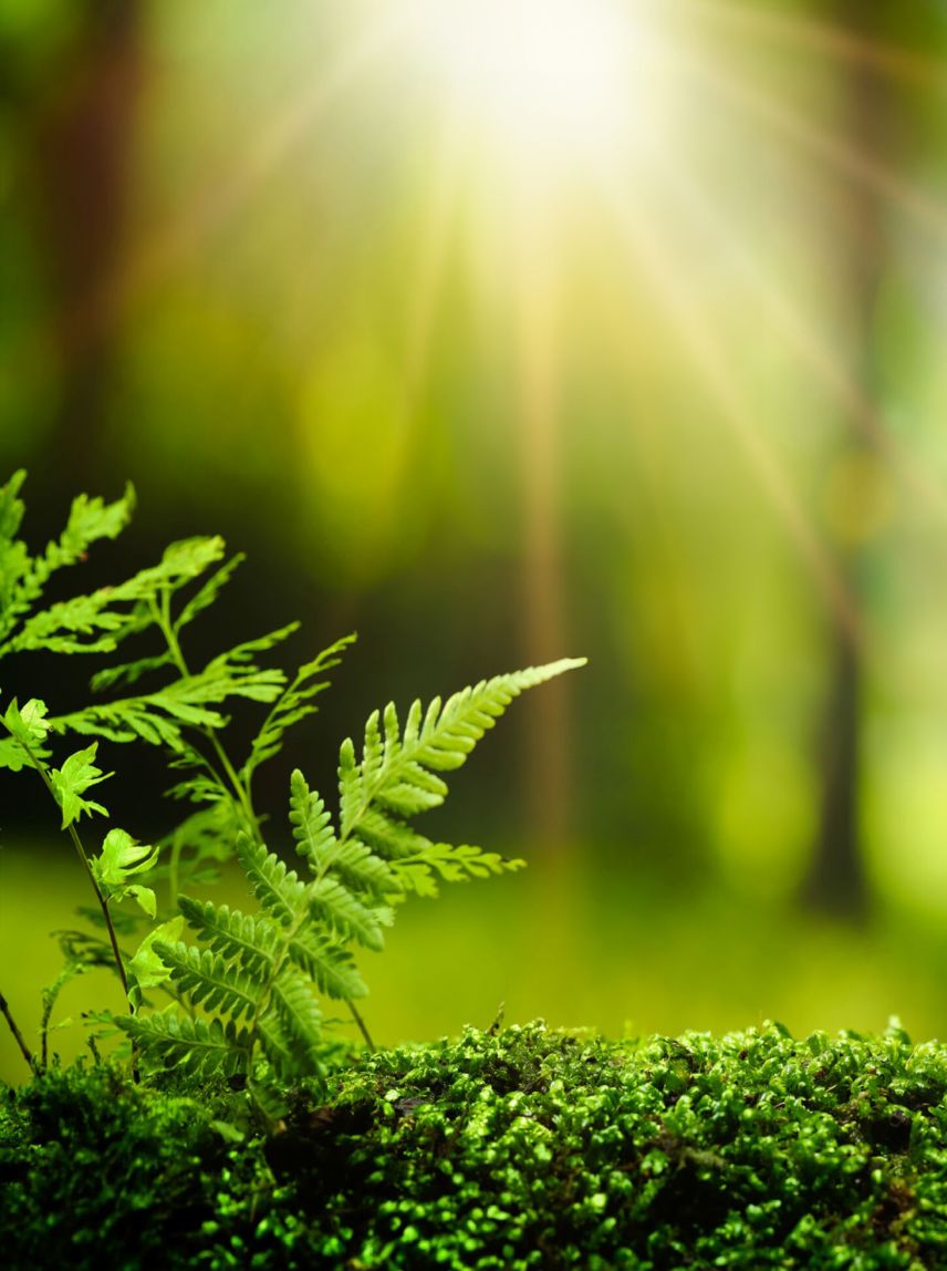 The European Union’s Ecodesign Regulation (EU) 2019/1781 sets efficiency requirements for low voltage induction motors and variable speed drives. The objective is to boost energy efficiency and reduce CO2  emissions. Implementation is in two steps: Step 1 effective from July 1, 2021. Step 2, with a wider scope and increased requirements for motors, effective from July 1, 2023.