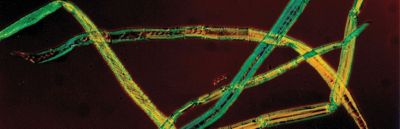 Advancements in fiber analysis techniques: The future of improving pulp quality | ABB