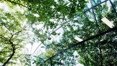 Measurement of wood fiber properties for pulp and paper making | ABB